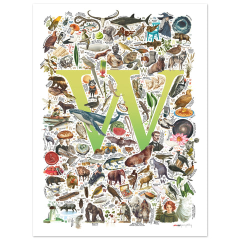 "W is for Wonder" — a Renard Roux alphabet poster with English W words (chartreuse version)