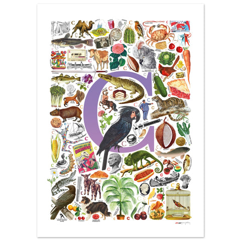 "C is for Curious" — a Renard Roux alphabet poster with English C words (purple version)