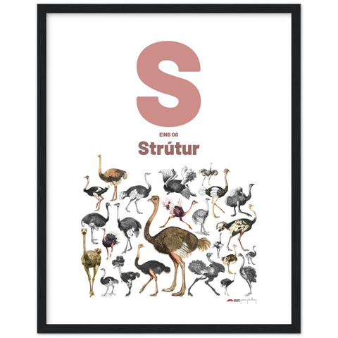 S eins og Strútur - an Icelandic letter poster
