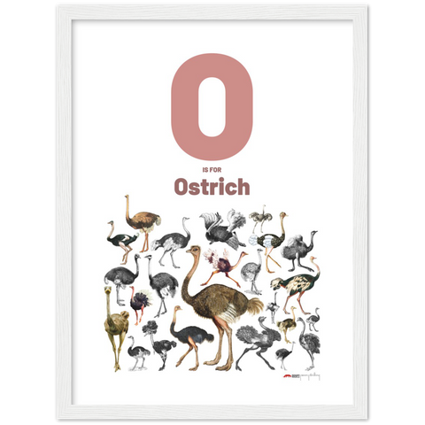 O is for Ostrich - an English letter poster