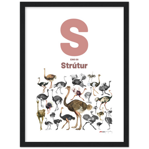 S eins og Strútur - an Icelandic letter poster