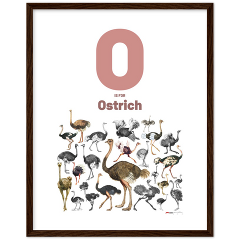 O is for Ostrich - an English letter poster